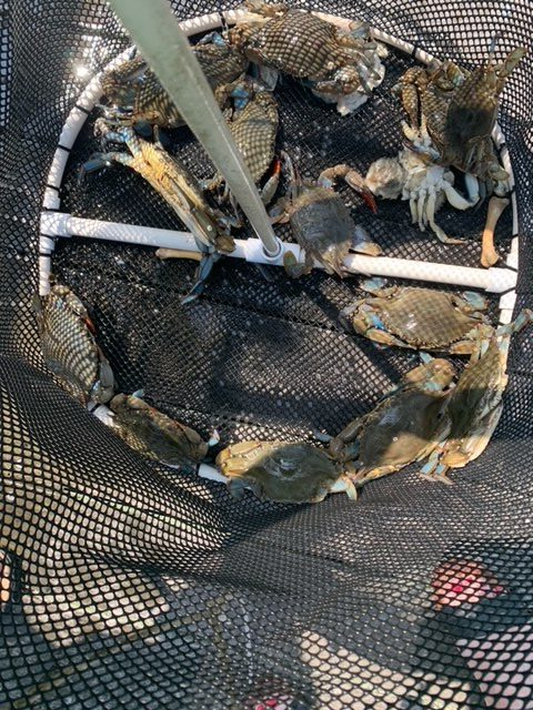 picture of the Bait Basket loaded with a couple of days of crab harvested